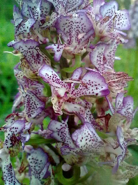 Orchis purpurea mostruosamente bella!